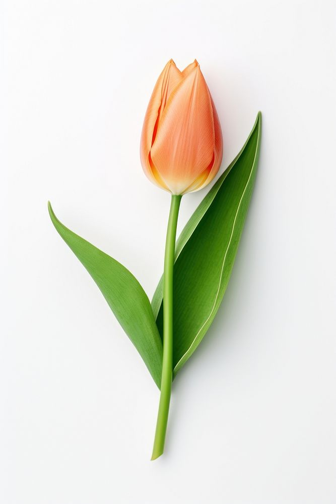 Tulip flower petal plant. AI generated Image by rawpixel.