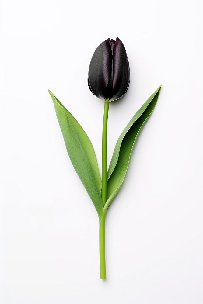 Tulip flower plant black. AI generated Image by rawpixel.