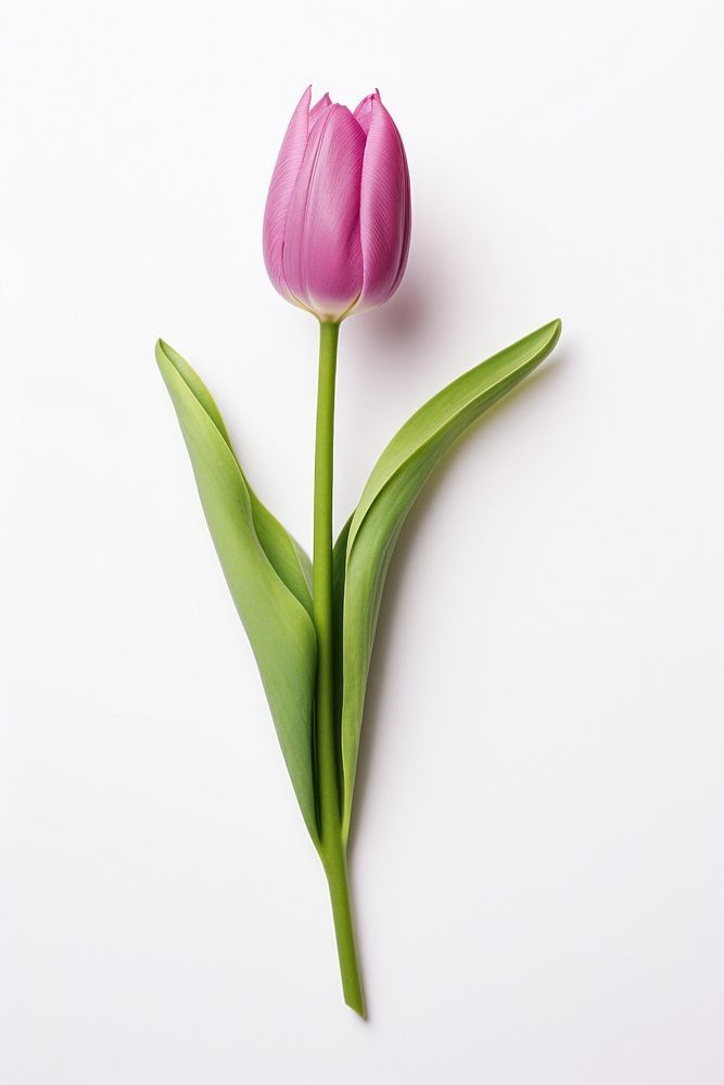 Tulip flower purple plant. AI generated Image by rawpixel.