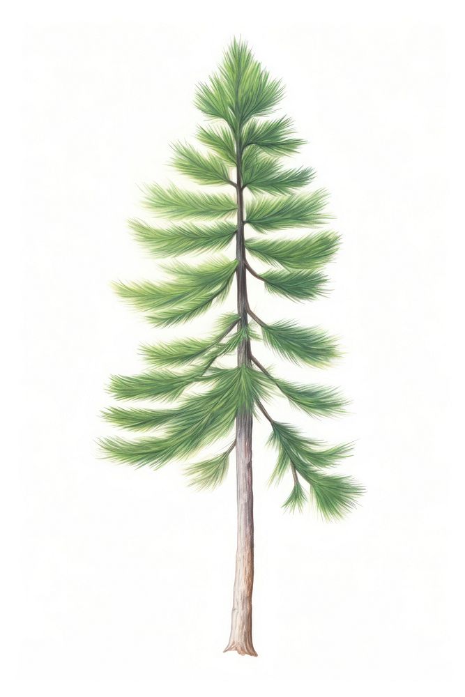 Pine tree, plant illustration, design resource