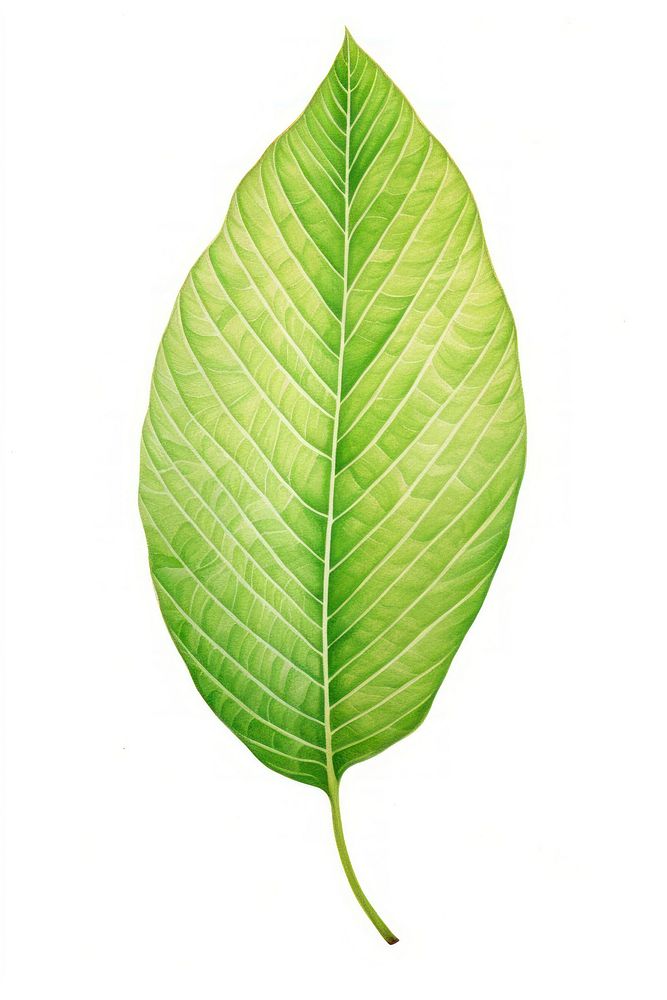 Green leaf, plant illustration, design resource