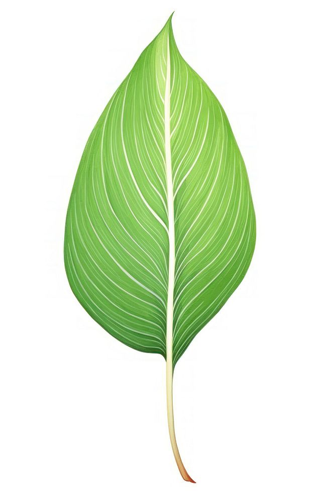 Peace lily leaf, plant illustration, design resource