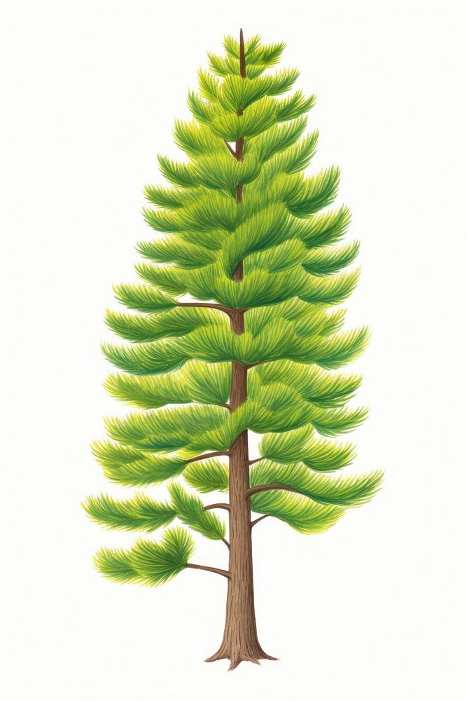 Pine tree, plant illustration, design resource