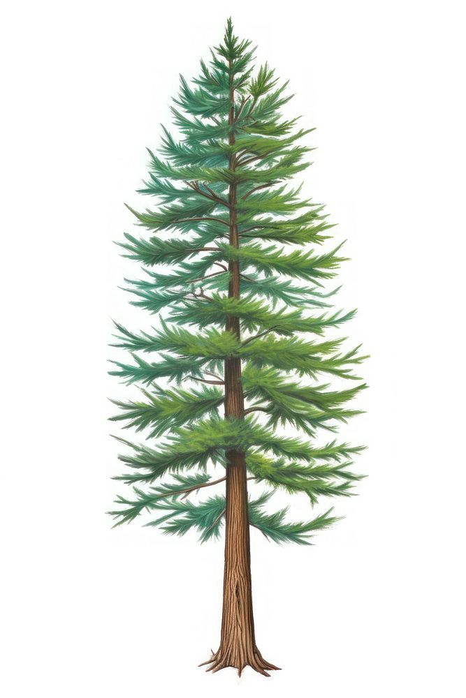 Conifer pine tree, plant illustration, design resource