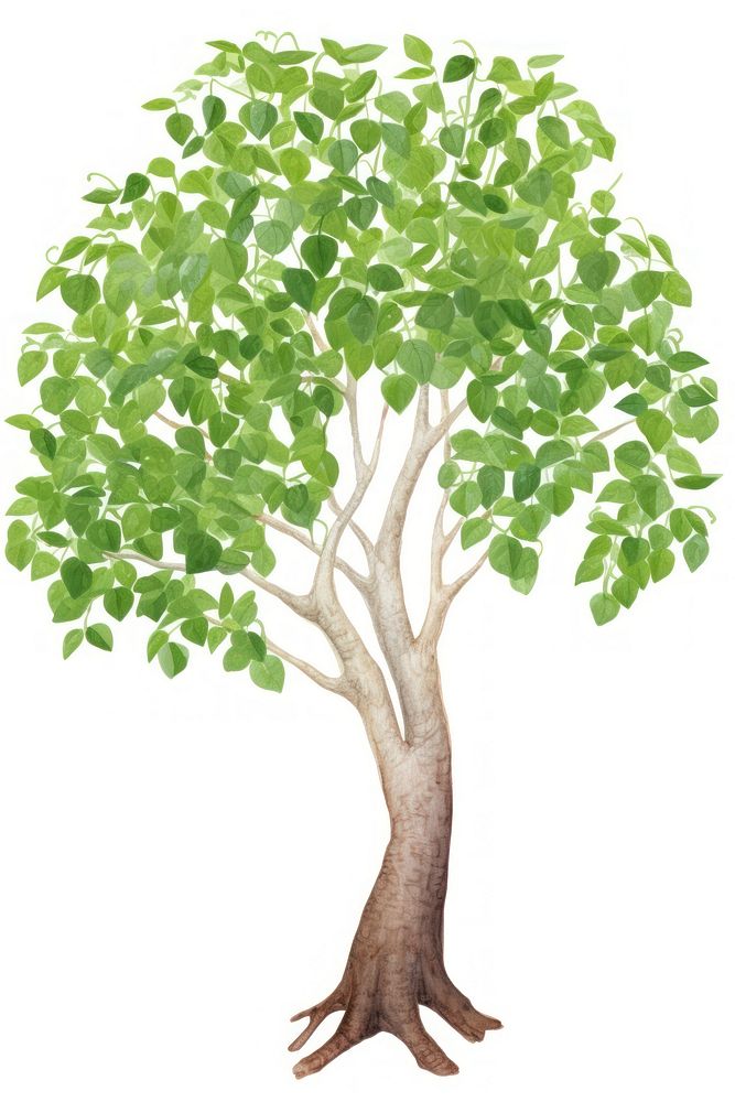 Hoya tree, plants watercolor illustration