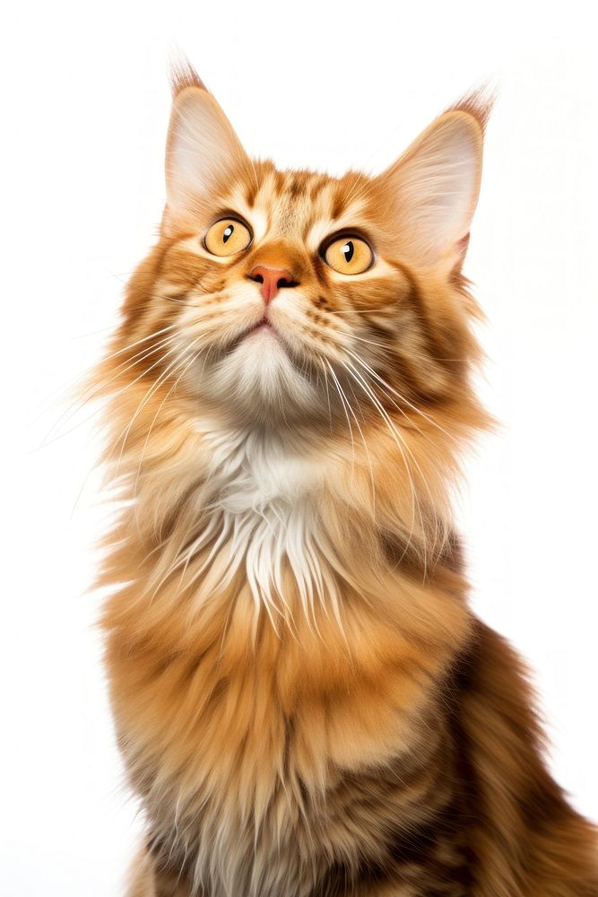 Cat portrait mammal animal. AI generated Image by rawpixel.