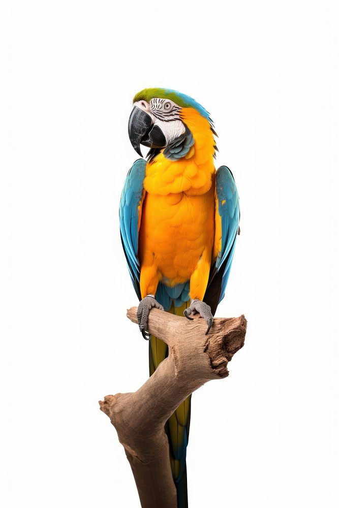 Macaw parrot animal bird. AI generated Image by rawpixel.