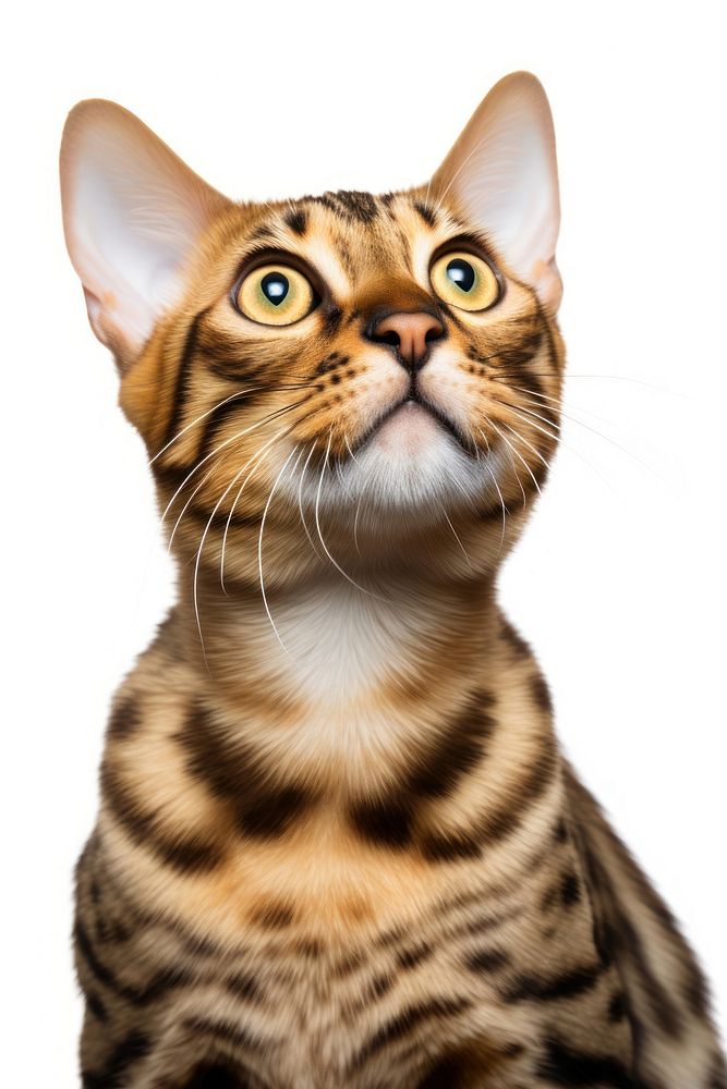 Cat portrait animal mammal. AI generated Image by rawpixel.