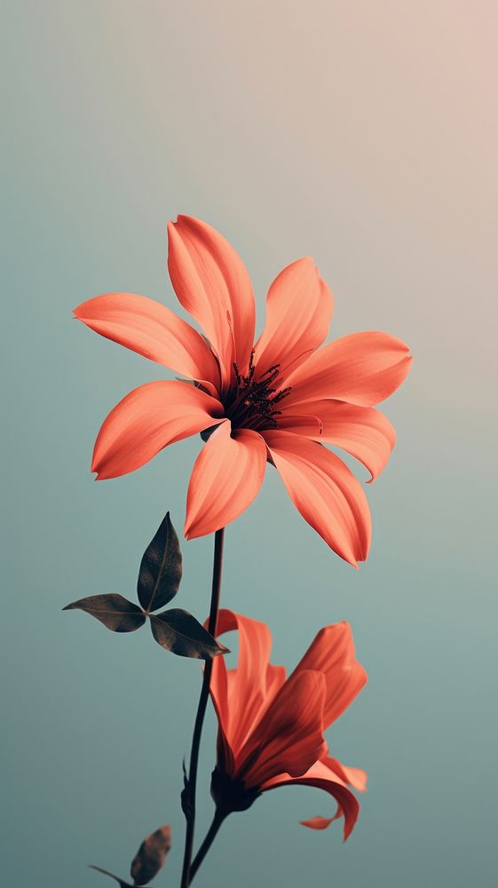 Flower petal plant inflorescence. AI generated Image by rawpixel.