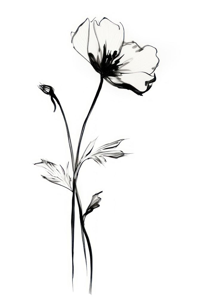 Dry flower drawing sketch plant. AI generated Image by rawpixel.