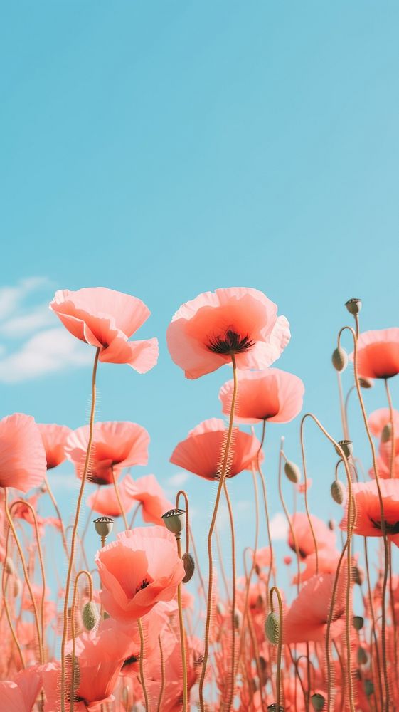 Poppy flower wallpaper blossom plant sky. AI generated Image by rawpixel.