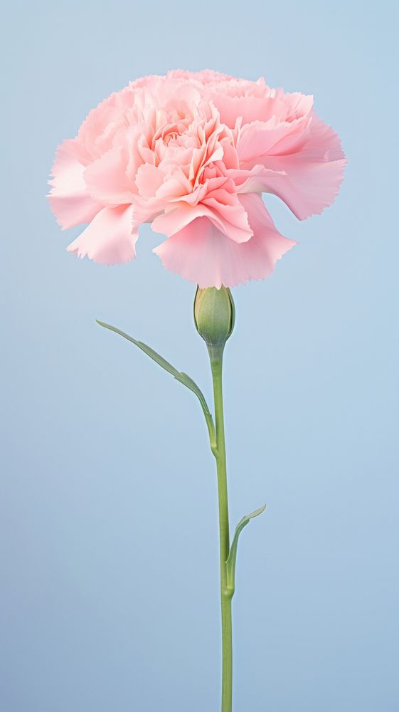 Carnation flower plant inflorescence springtime. AI generated Image by rawpixel.