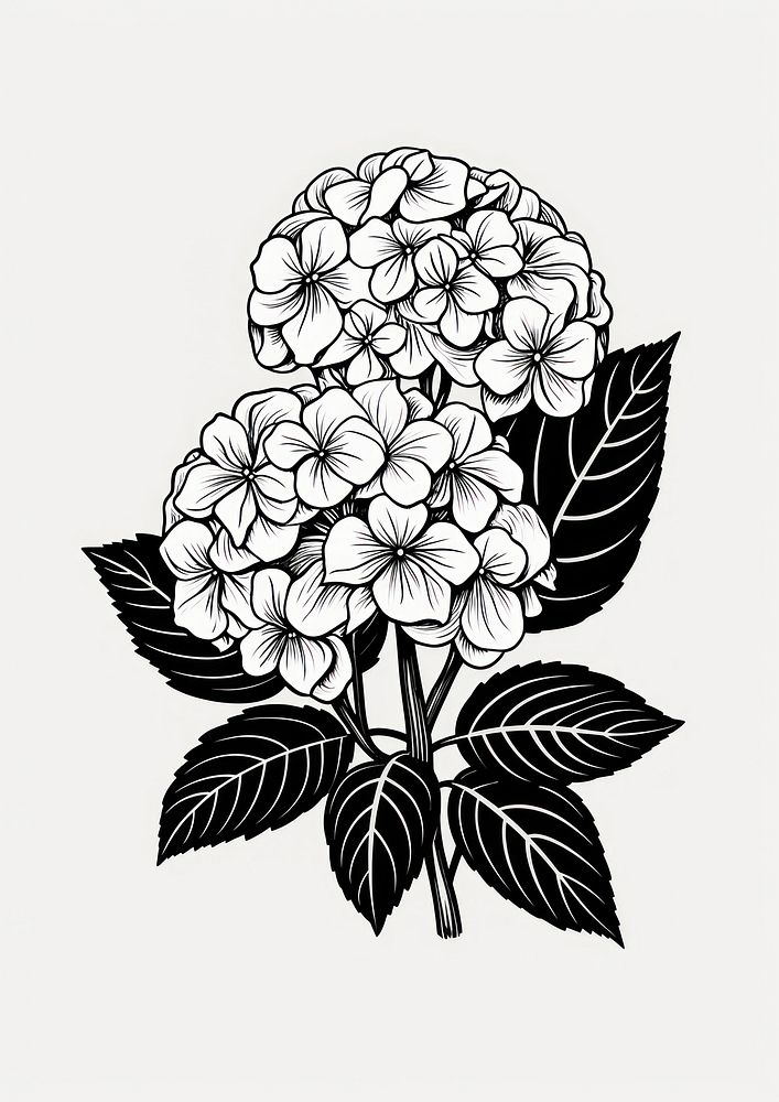 Hydrangea pattern drawing flower. AI generated Image by rawpixel.