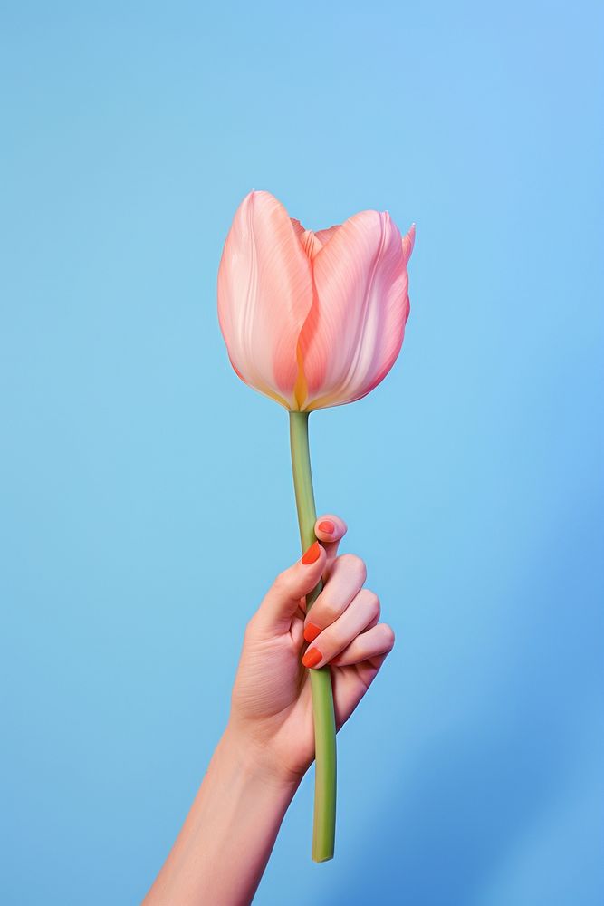 Hand holding tulip flower petal plant. AI generated Image by rawpixel.