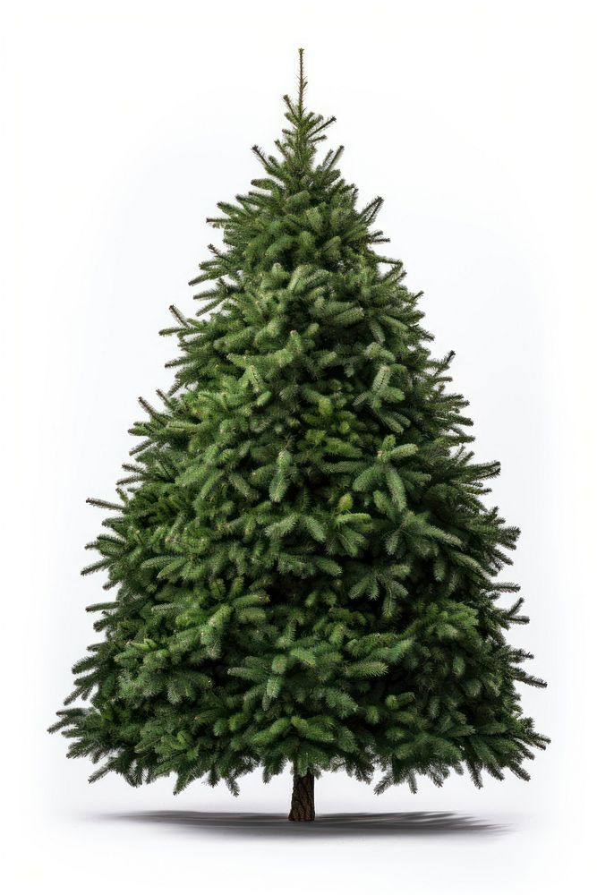 Christmas tree decoration plant pine. AI generated Image by rawpixel.