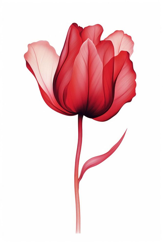 Tulip flower petal plant rose. AI generated Image by rawpixel.