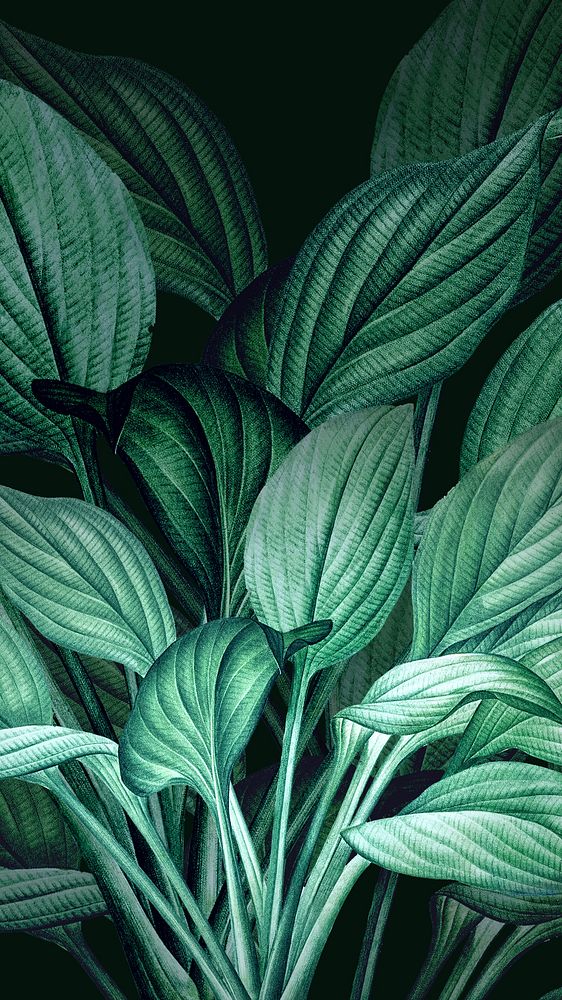 Vintage jungle iPhone wallpaper. Remixed by rawpixel.