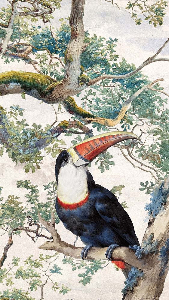 Toucan bird iPhone wallpaper, vintage animal illustration by Aert Schouman. Remixed by rawpixel.