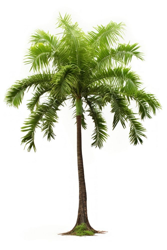 Tropical tree plant white background arecaceae. AI generated Image by rawpixel.