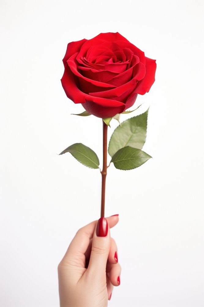 Valentines rose holding flower. AI generated Image by rawpixel.