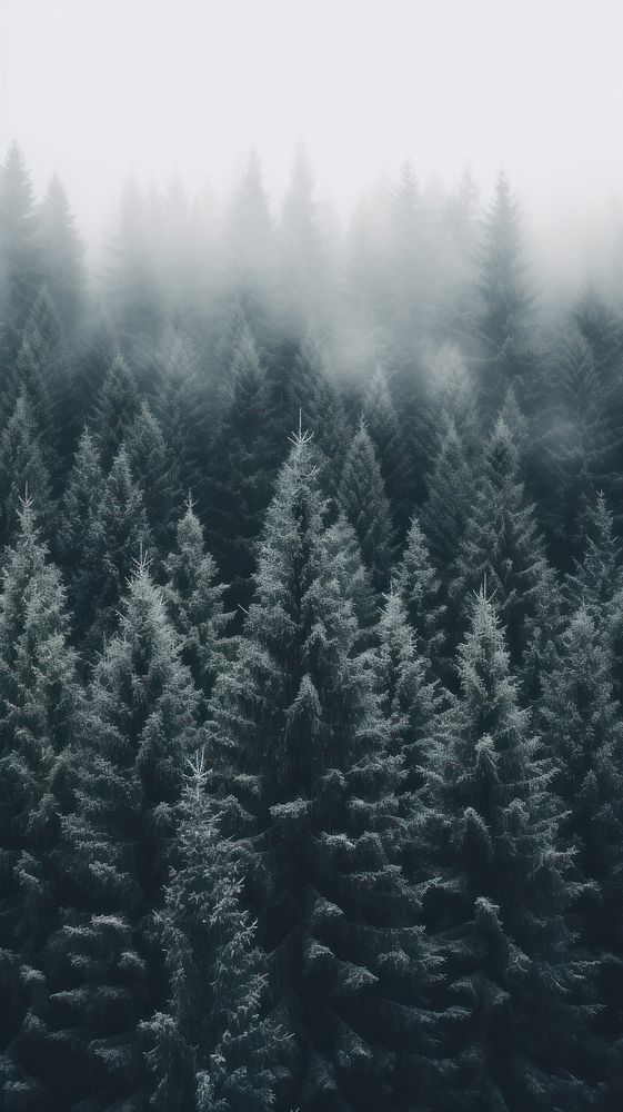 Winter forest tree backgrounds. AI generated Image by rawpixel.