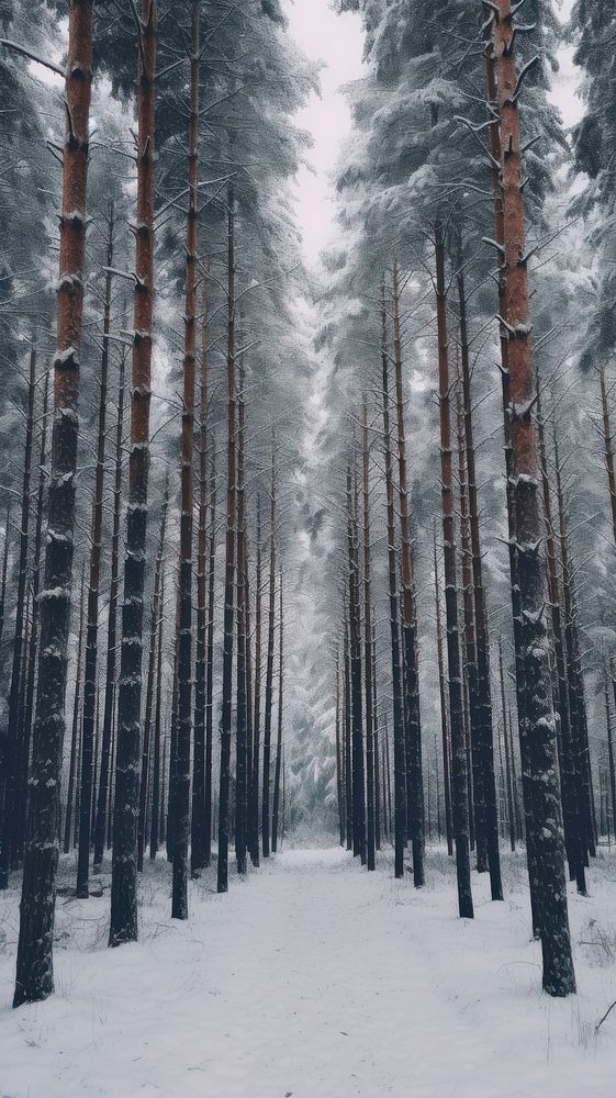 Winter forest tree snow. AI generated Image by rawpixel.