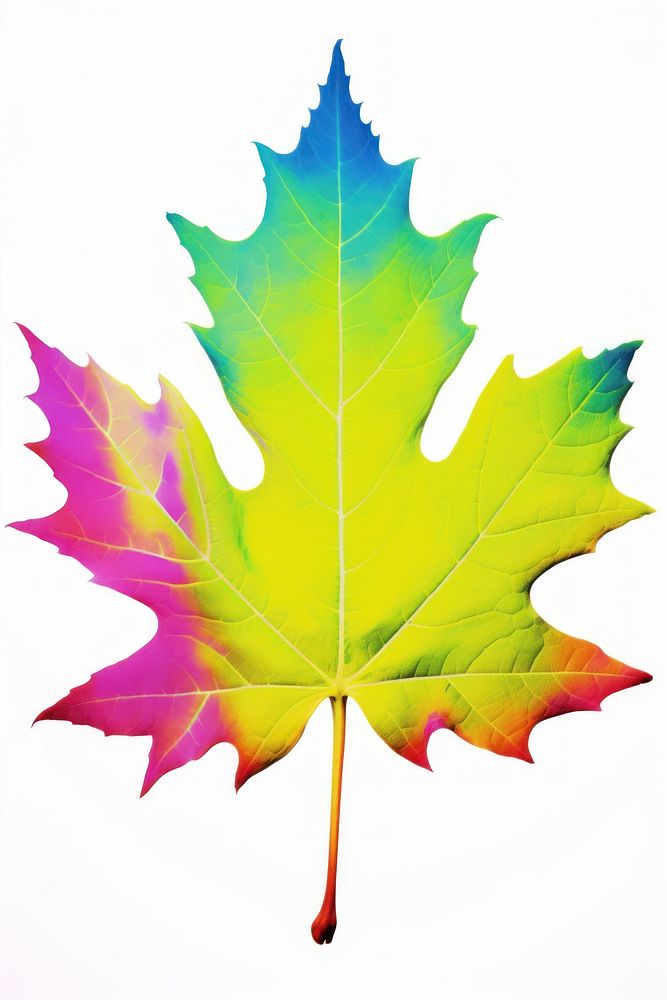 Leaf maple plant tree. AI generated Image by rawpixel.
