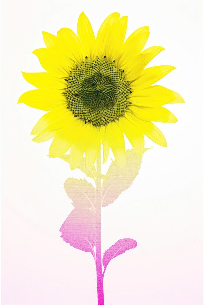 Sunflower plant white background inflorescence. AI generated Image by rawpixel.