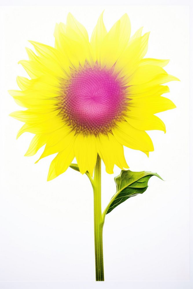 Sunflower blossom plant white background. AI generated Image by rawpixel.