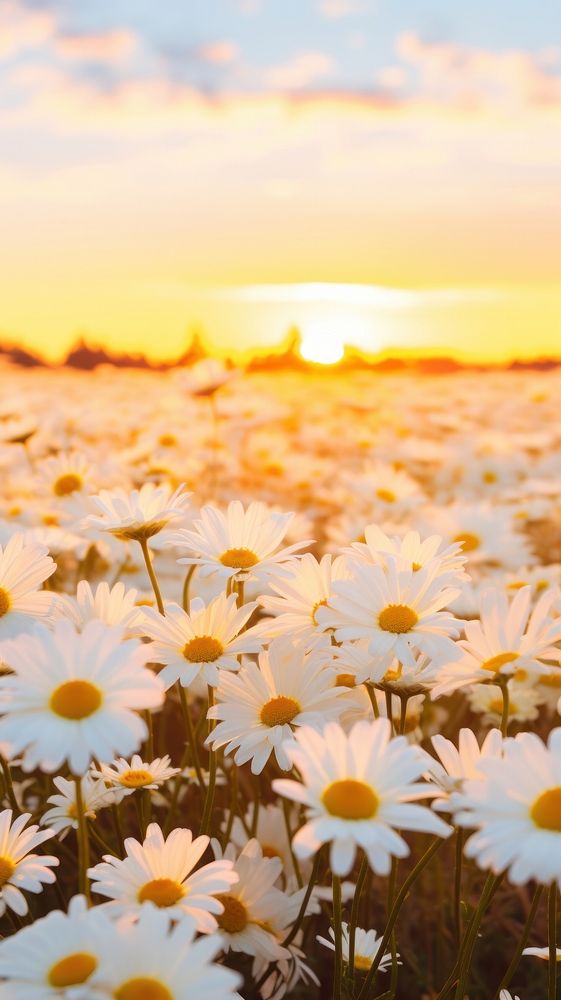Daisy landscape sun sunlight. AI generated Image by rawpixel.