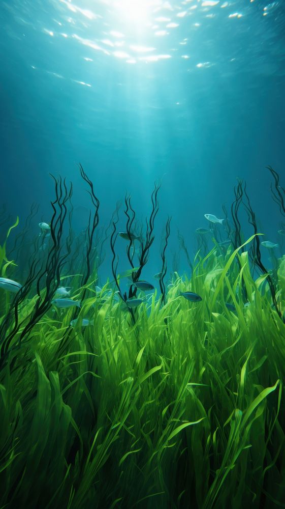 Green seagrass underwater outdoors seaweed. 