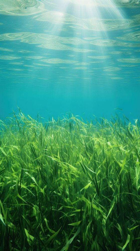 Green seagrass underwater outdoors nature. AI generated Image by rawpixel.