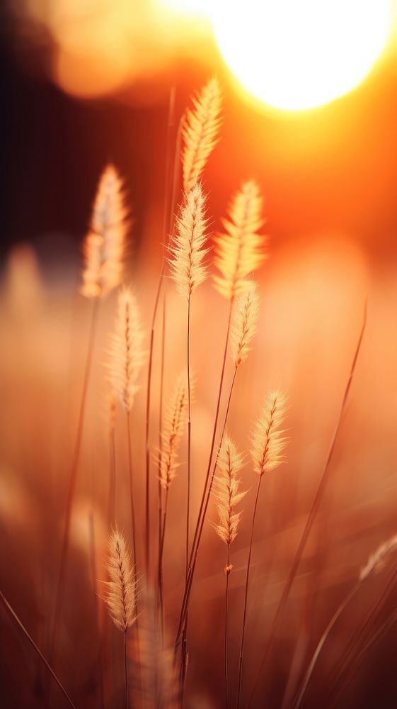 Wild grass sun sunlight outdoors. AI generated Image by rawpixel.