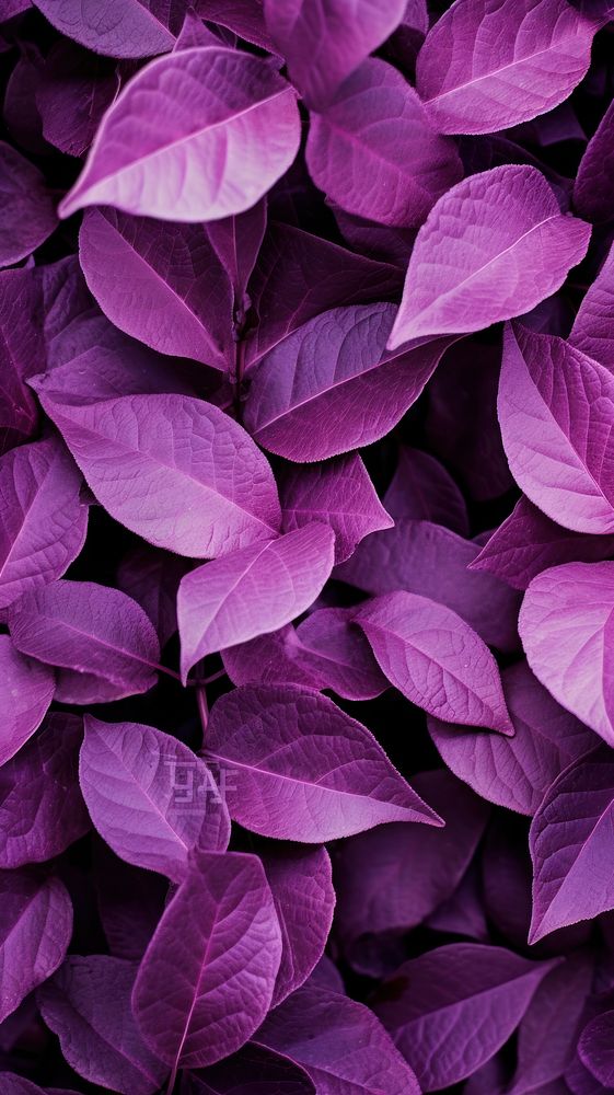 Nature purple backgrounds leaves. AI generated Image by rawpixel.