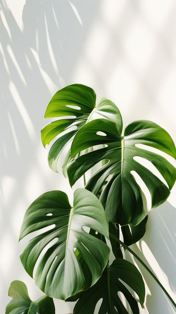 Monstera leaves plant leaf freshness. AI generated Image by rawpixel.