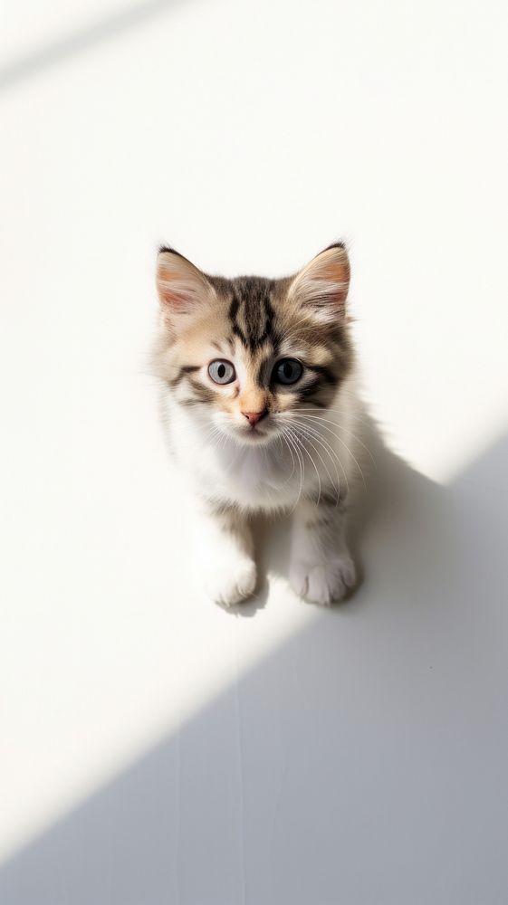 Cute baby cat mammal animal kitten. AI generated Image by rawpixel.