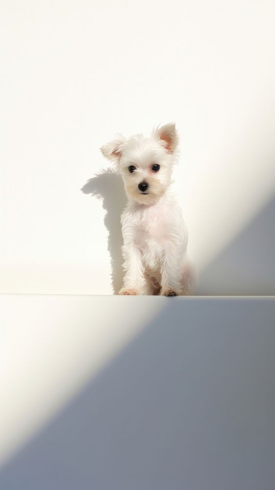 Cute baby dog mammal animal puppy. AI generated Image by rawpixel.