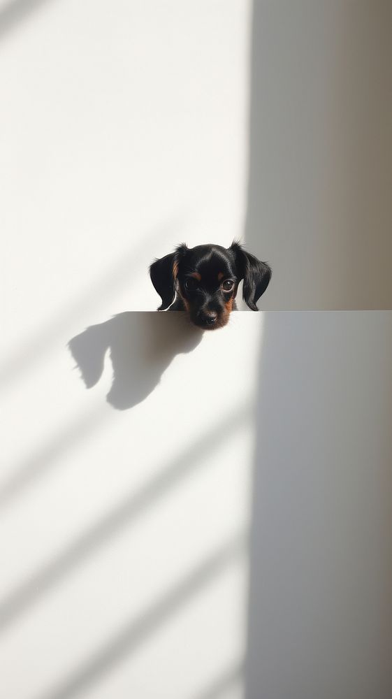 Cute baby dog animal mammal shadow. AI generated Image by rawpixel.