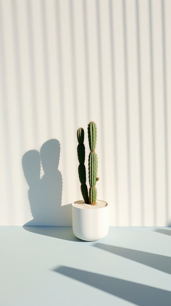 Cactus shadow plant white. AI generated Image by rawpixel.