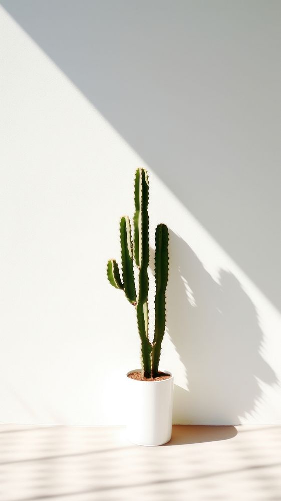 Cactus plant white wall. AI generated Image by rawpixel.
