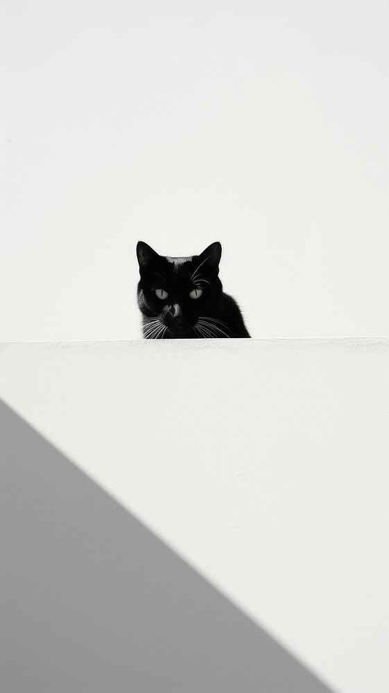 Cat animal mammal shadow. AI generated Image by rawpixel.
