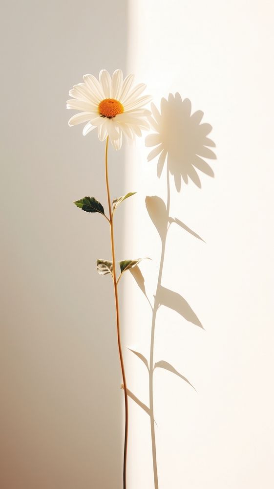 Daisy flower shadow petal. AI generated Image by rawpixel.