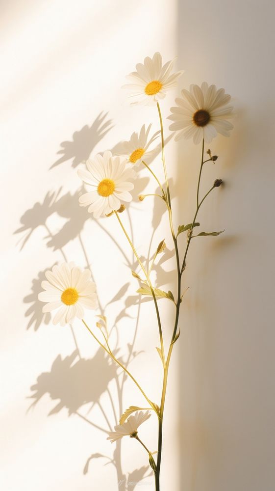 Daisy flower shadow plant. 