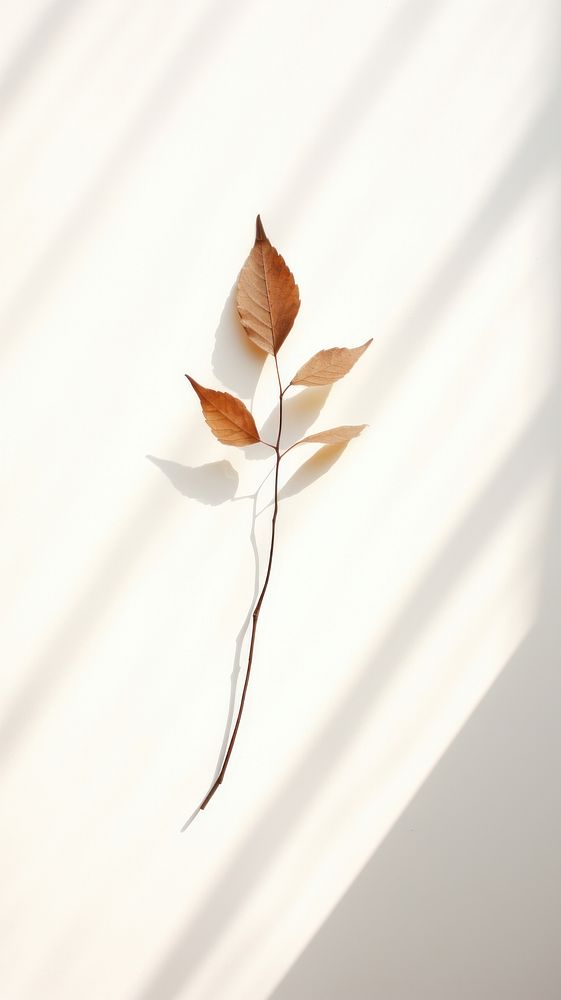 Dry leaf wall shadow plant. AI generated Image by rawpixel.