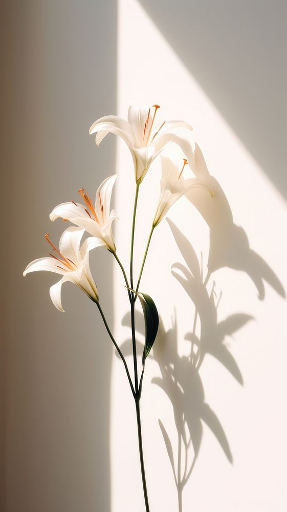 Lily flower shadow petal. AI generated Image by rawpixel.