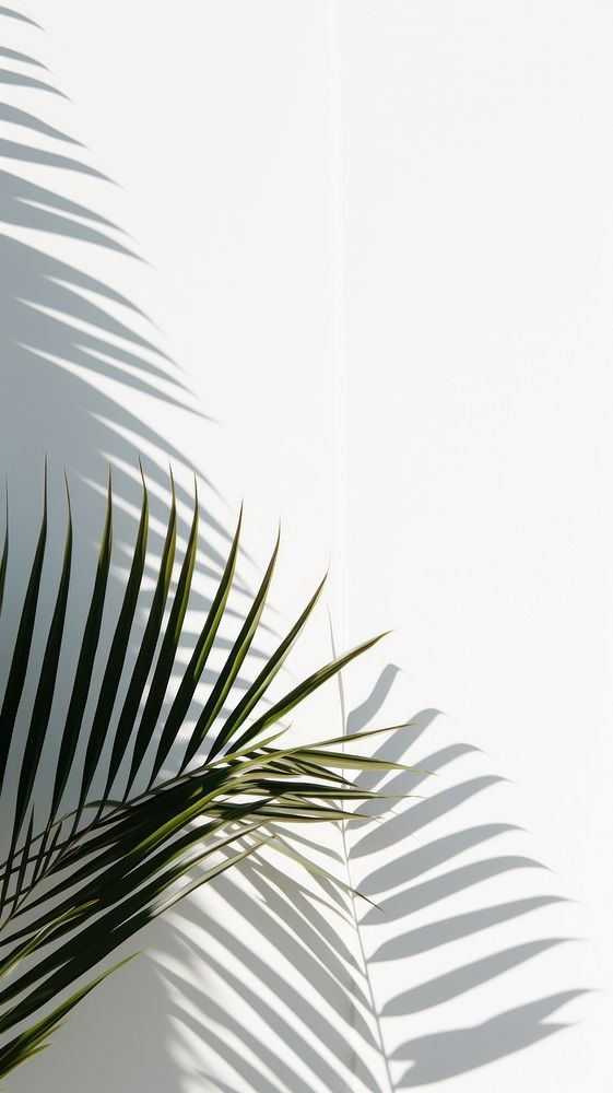 Palm leaves branches outdoors nature shadow. AI generated Image by rawpixel.