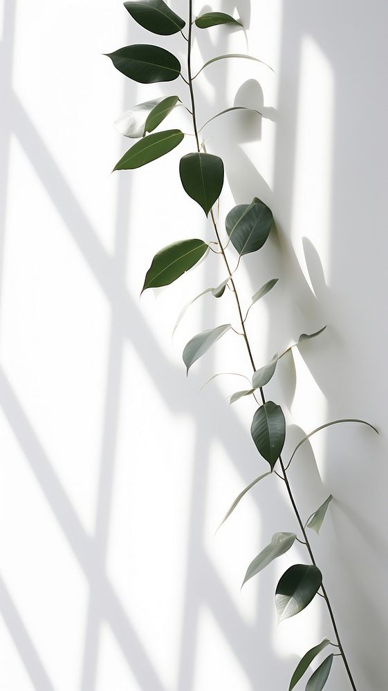 Plant leaves branch shadow white. AI generated Image by rawpixel.