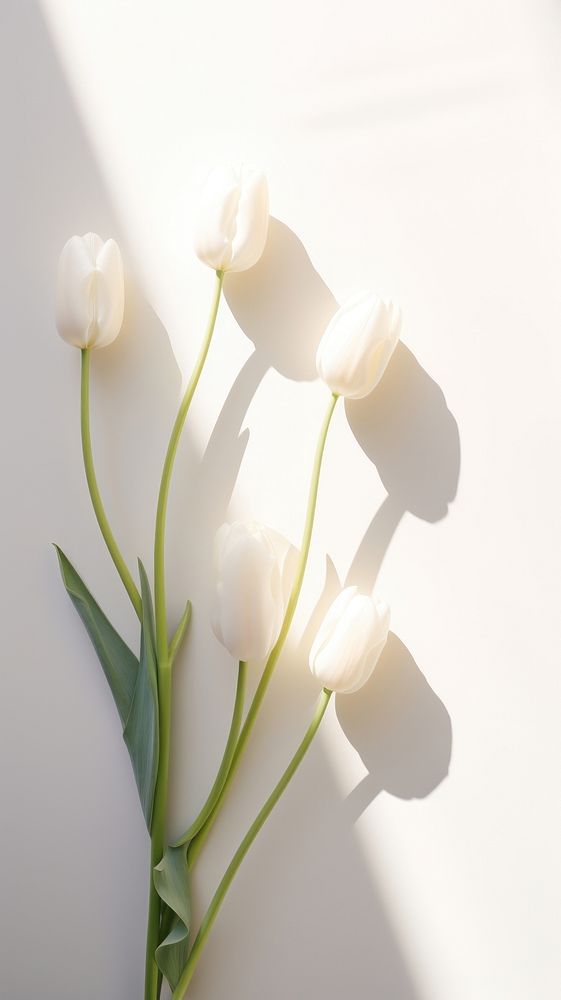 Tulips flower shadow petal. AI generated Image by rawpixel.