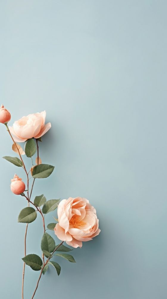 Rose flower plant petal. AI generated Image by rawpixel.