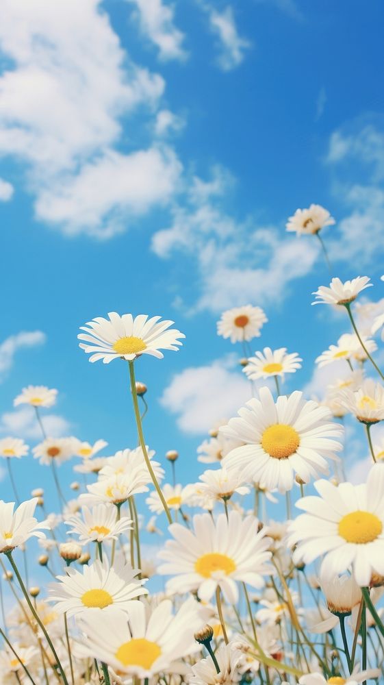 Daisies sky outdoors blossom. AI generated Image by rawpixel.